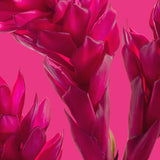 All or Nothing Amplified Parfum Dermatologically tested