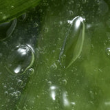 Feminelle Smoothing Shaving Gel with Aloe Vera For Females